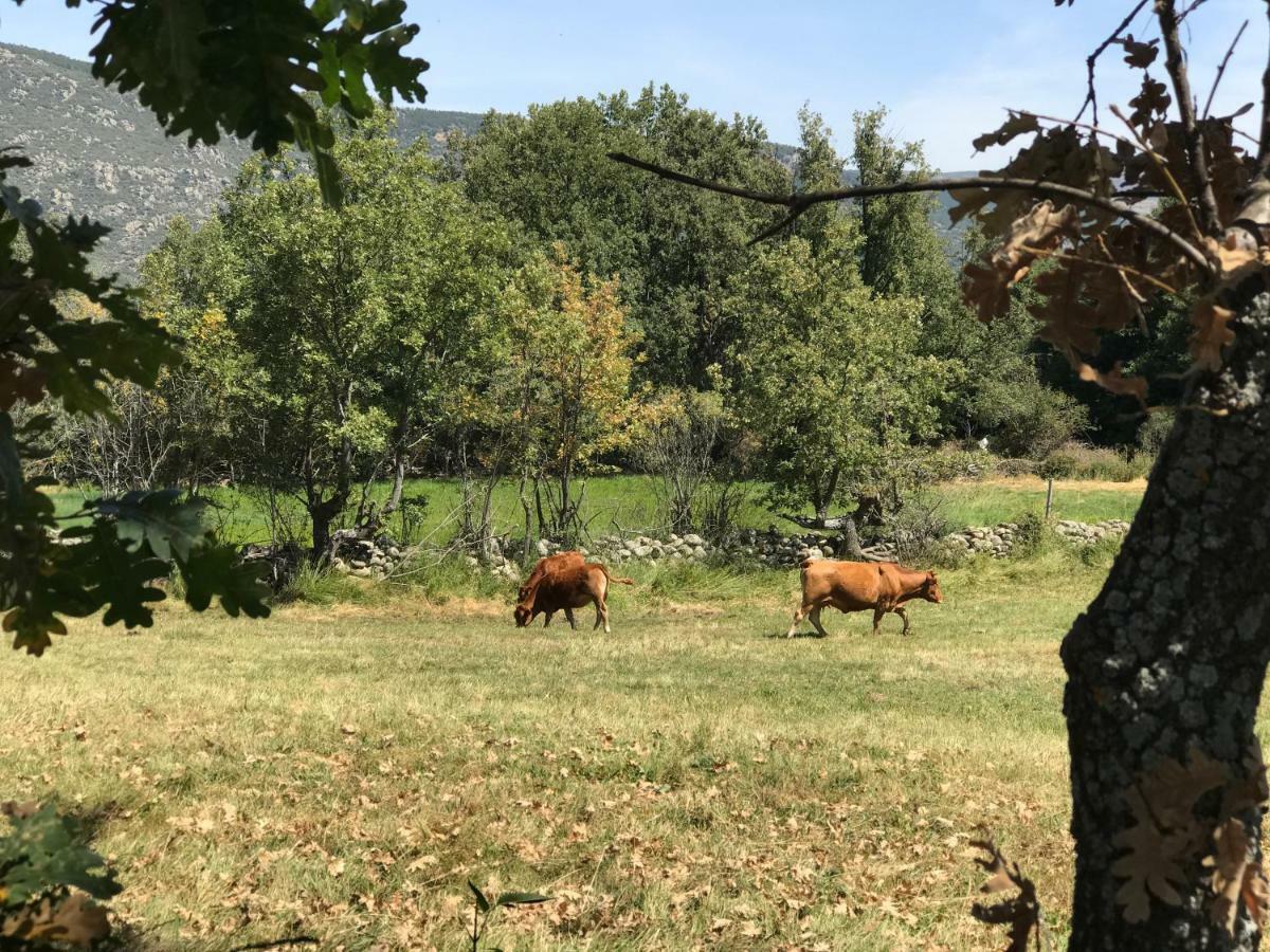 Pensjonat Casa Sierra de Gredos Navasequilla Zewnętrze zdjęcie