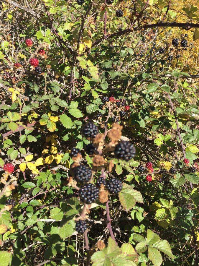 Pensjonat Casa Sierra de Gredos Navasequilla Zewnętrze zdjęcie